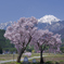 常念道祖神桜