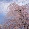 満開の桜