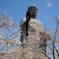 牛久大仏　桜