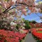 八重桜 (椎八重公園) - ①
