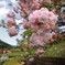 八重桜 (椎八重公園) - ②