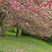 八重桜 (椎八重公園) - ③