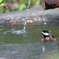 水鳥？　ヤマちゃん