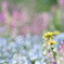春の花ばたけ✿