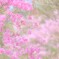 ヤシオツツジ(アカヤシオ)～赤城自然園