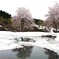 残雪と桜
