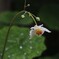 花冷えの雨