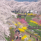 花とりどり