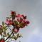 季節な花