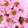 庭の花2025_12