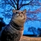 猫と夜明けと桜と
