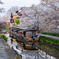 八幡堀 桜 3