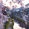 八幡堀 桜 4