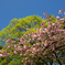 八重桜と新緑