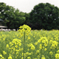 250420_公園の花々2