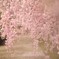 しだれ桜２