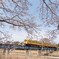 ローカル線の春旅