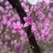 ムラサキツツジ Purple azalea