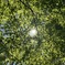 イロハモミジ Japanese maple