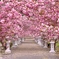 八重桜満開‼︎