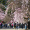 桜の下で