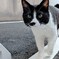 駐車場の猫