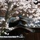 商家の花