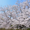 能古島2023　春-01　桜の木の下で