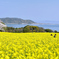 能古島2023　春-01　桜と菜の花①