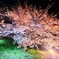 夜桜
