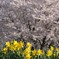 今年の桜③