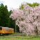羽前成田のしだれ桜