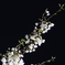 夜桜