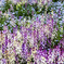 250420_公園の花々5