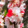 花桃