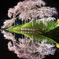 中島の地蔵桜