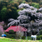 雨の雪村庵