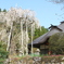 寺に咲くしだれ桜