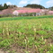 里山の春は爛漫