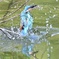 小さいけどエビ捕れたね〜＾＾