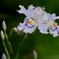 艶やかな花