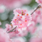 雨の日の桜