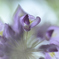 藤の花