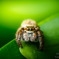 jumping spider