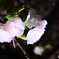 東山動植物園夜桜