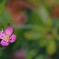 花一輪