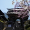 晴天・桜・寺の門