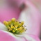 Ⅰ花水木 花々の開花 