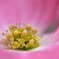 Ⅳ開花を寄りで