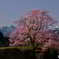 孤高の桜